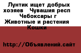 Лунтик ищет добрых хозяев - Чувашия респ., Чебоксары г. Животные и растения » Кошки   